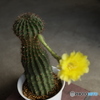 サボテンの花