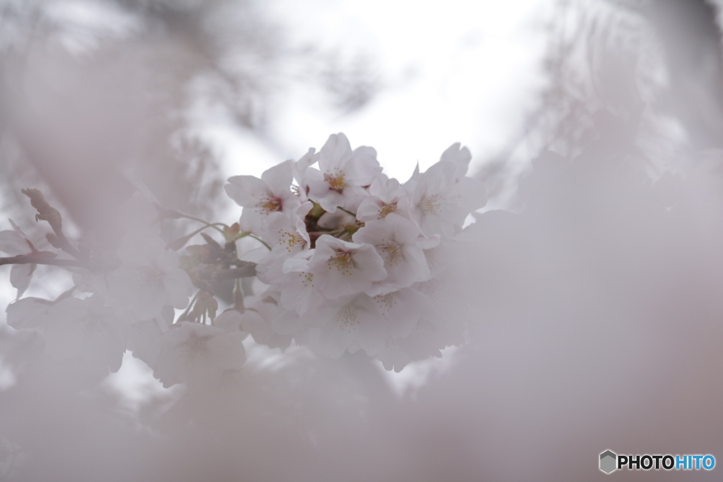 ？の桜