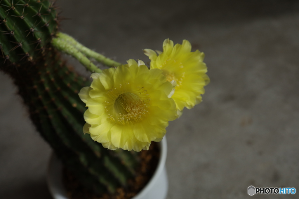 サボテンの花
