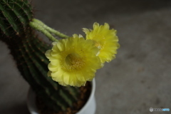 サボテンの花