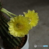 サボテンの花