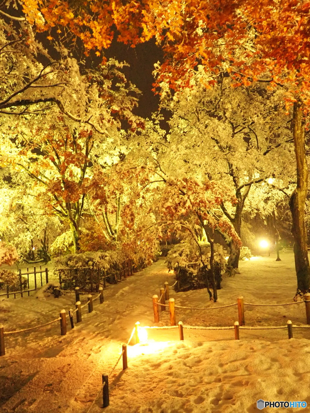 初雪のもみじ