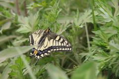 アゲハチョウ