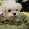 愛犬（マルチーズ）