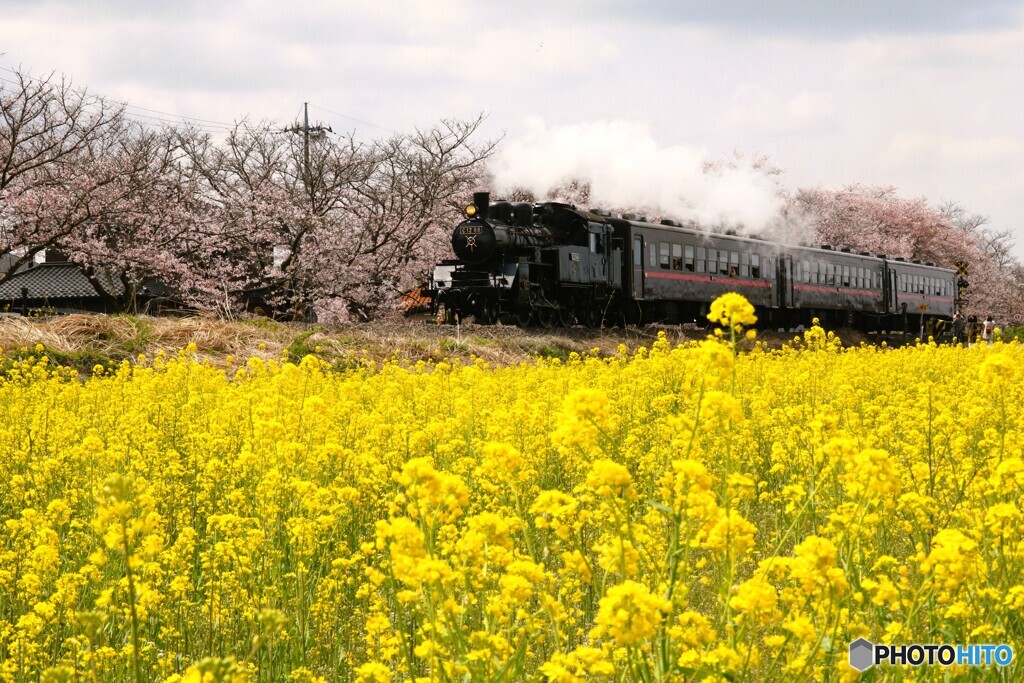 桜・菜の花街道