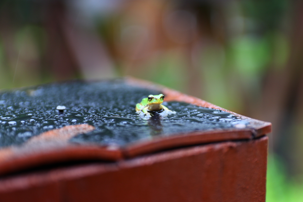 かえる