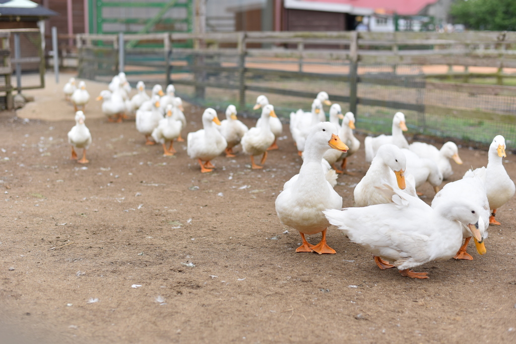 あひるの大行進