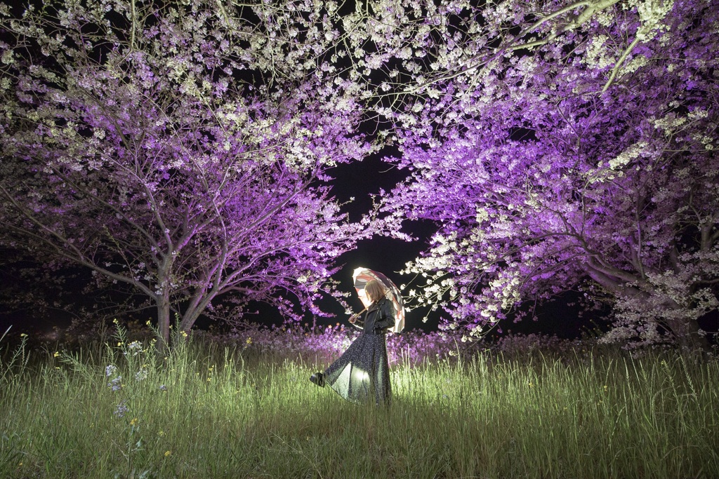 夜桜と共に