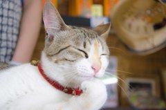 考える猫