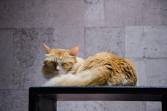 眠り猫