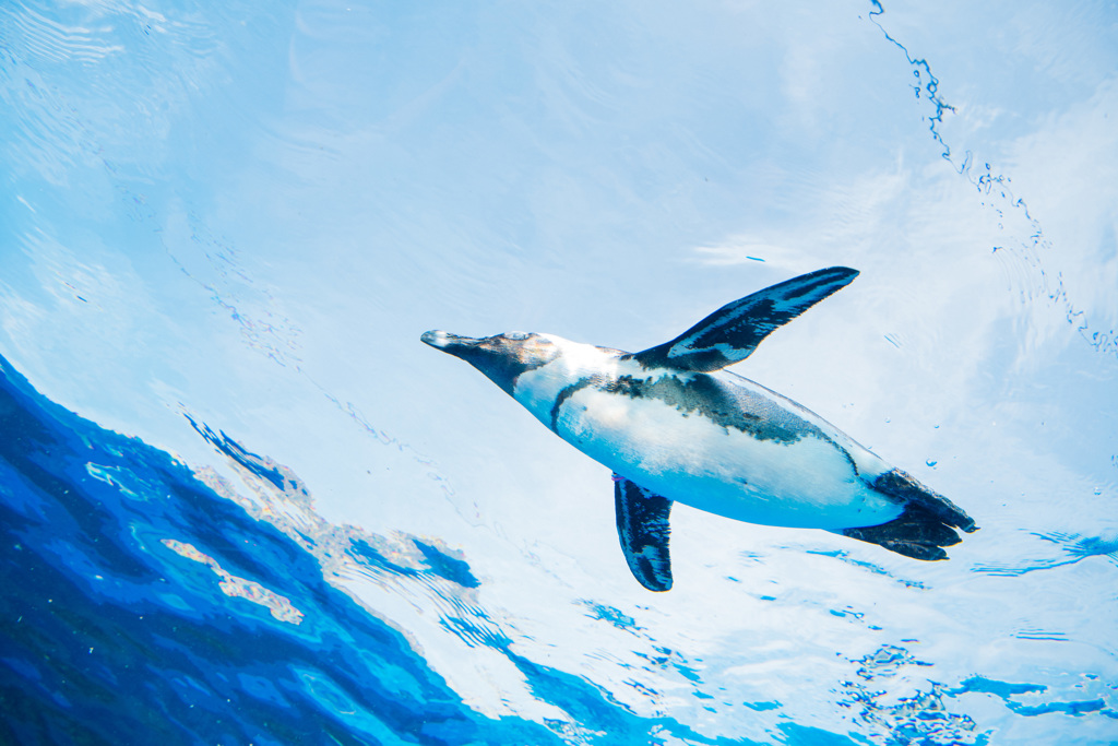 空飛ぶペンギン