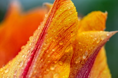 雨チューリップ。