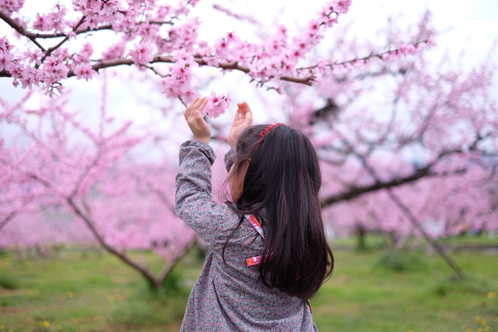 桃の花と娘