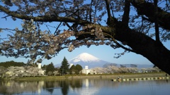 桜と水面（みなも）のあいだ