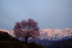 1本桜
