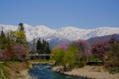 白馬村の春