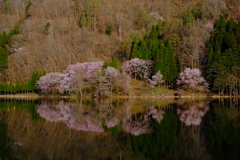 オオヤマサクラ