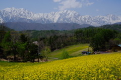 菜の花と北アルプス
