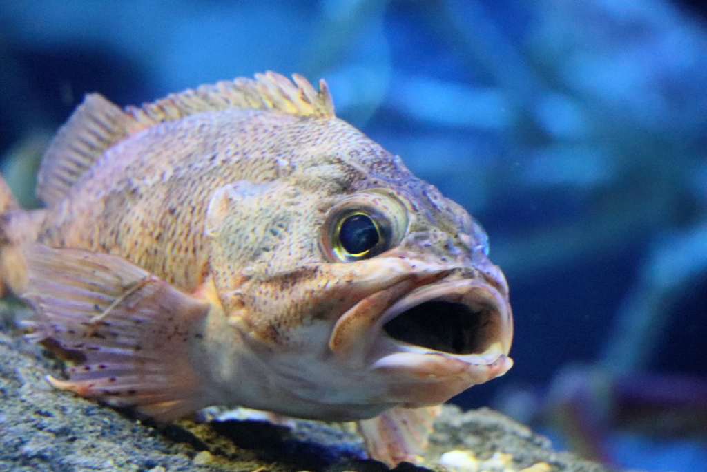 魚が叫びたがってるんだ。