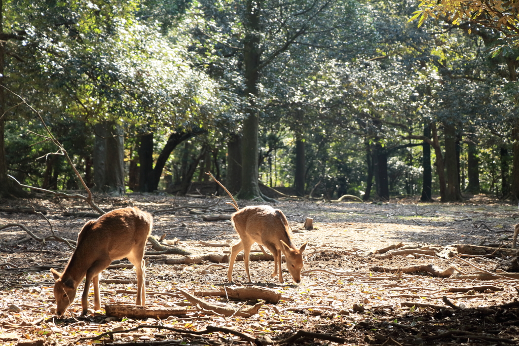 奈良公園１