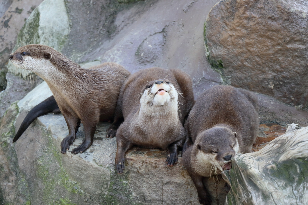 カワウソ三人衆