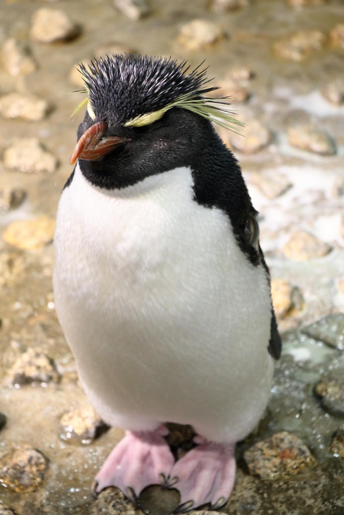 イワトビペンギン