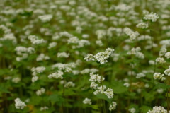 蕎麦の花は白くて可愛い