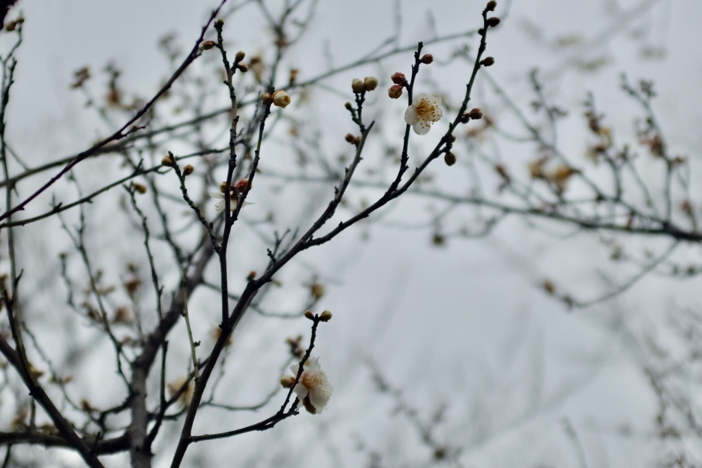 チトンテン…♪ 梅は〜咲いた〜か〜