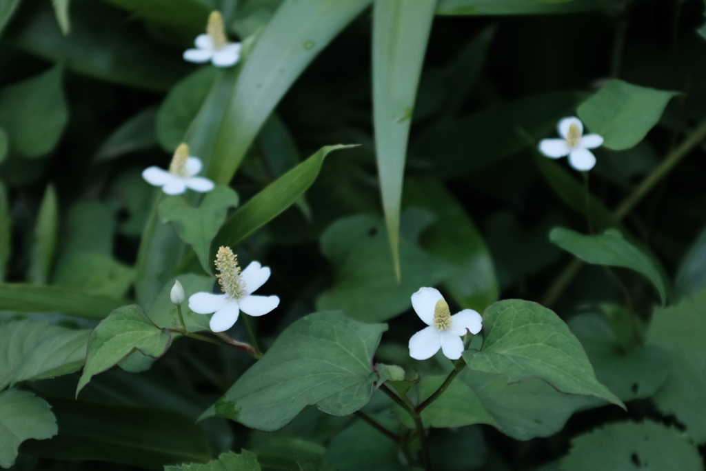 かわいい花なのい…名前はドクダミ