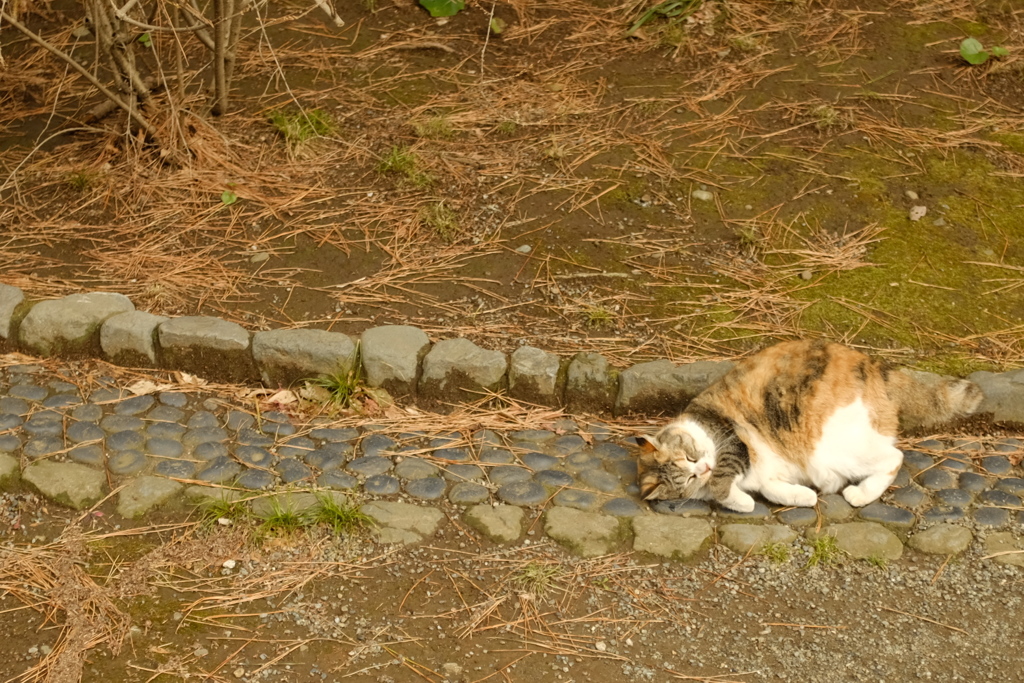 気楽に見えます？楽でもないんですけどね、この生活…