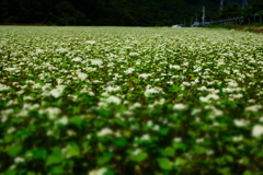 蕎麦畑