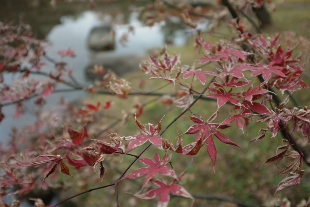 紅葉 冬の色