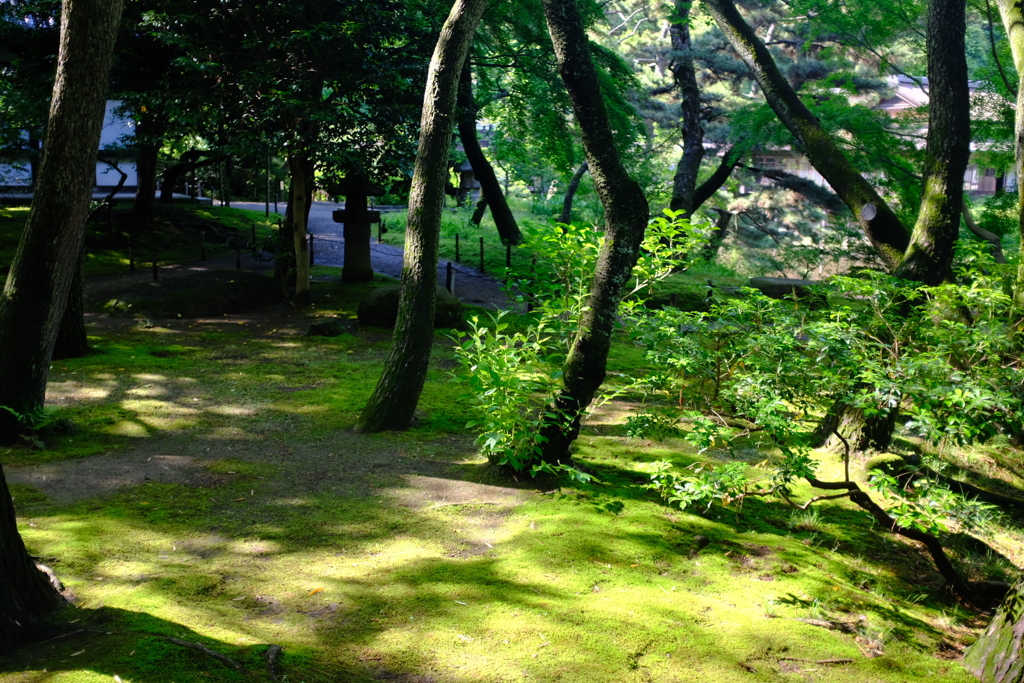 雨上がり苔の色も鮮やか