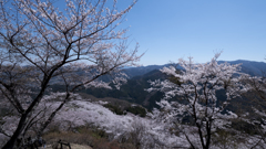 鬼石　桜山公園