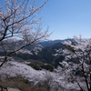 鬼石　桜山公園