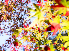 南牧の紅葉