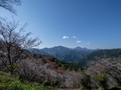 鬼石　冬桜