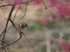 紅梅にジョウビタキ