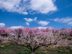 河津桜と白梅