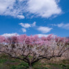 河津桜と白梅