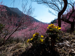 虻田　紅梅と福寿草
