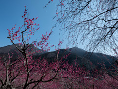 虻田　紅梅