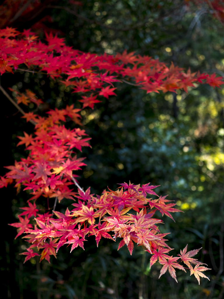 高津戸峡の紅葉