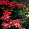 高津戸峡の紅葉