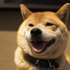 看板柴犬