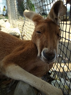 カンガルーもお疲れ？