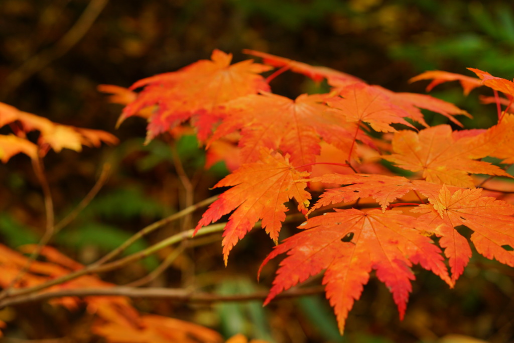 紅葉