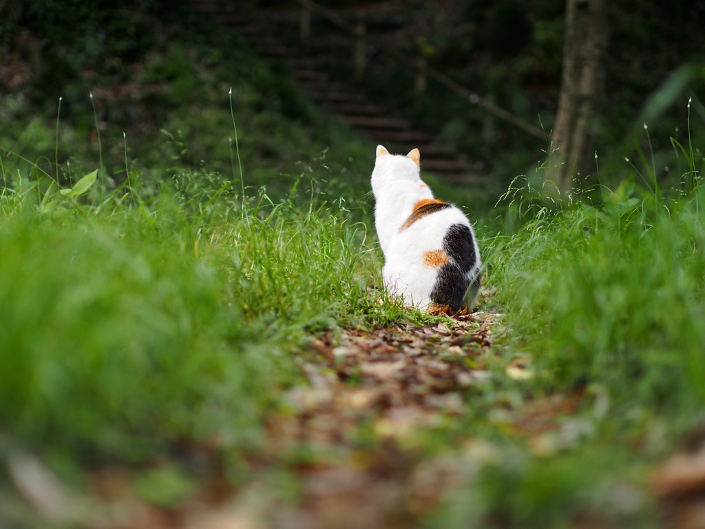 猫神