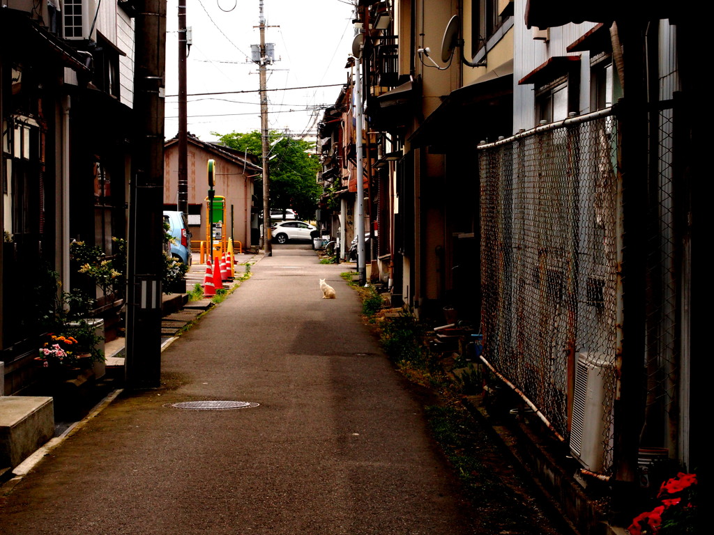 路地裏にゃんこ