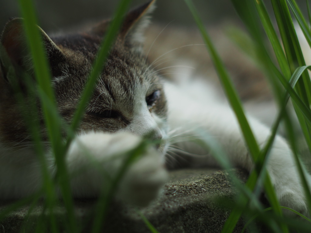 今年も暑いってさ